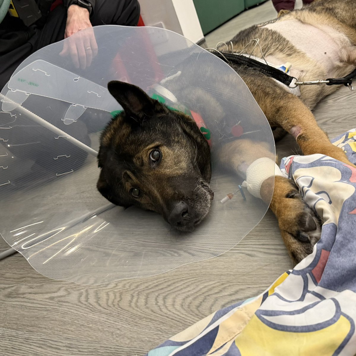 Thin Blue Paw Foundation tweet media