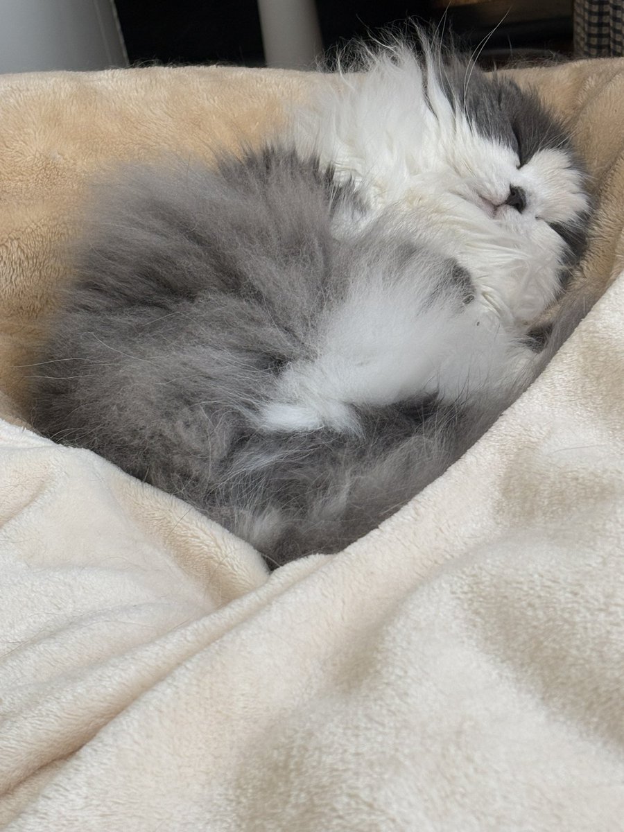 まだ眠るつもりだな…