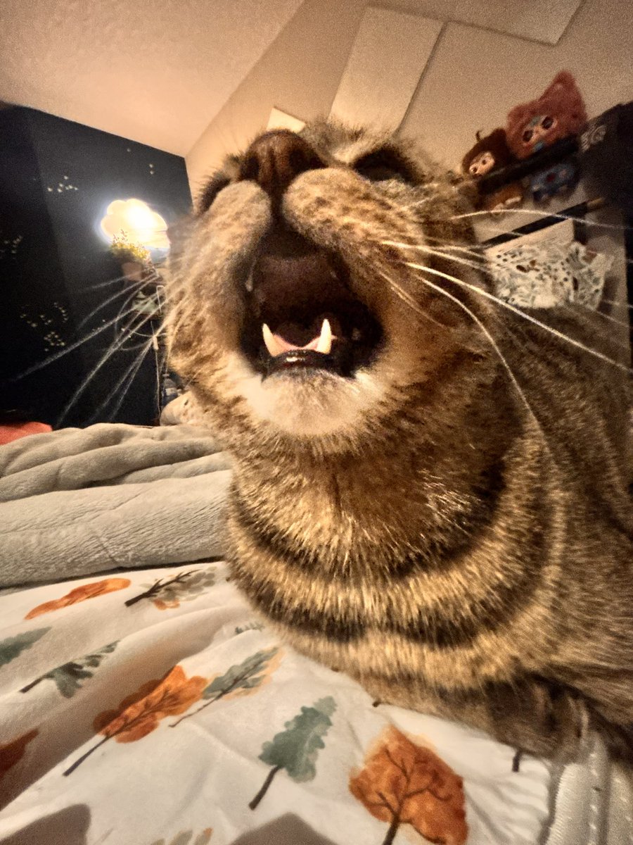 NovaKnowing's tweet photo. I love to torment him ￼￼✨🫧 https://t.co/sOOCarCtYP