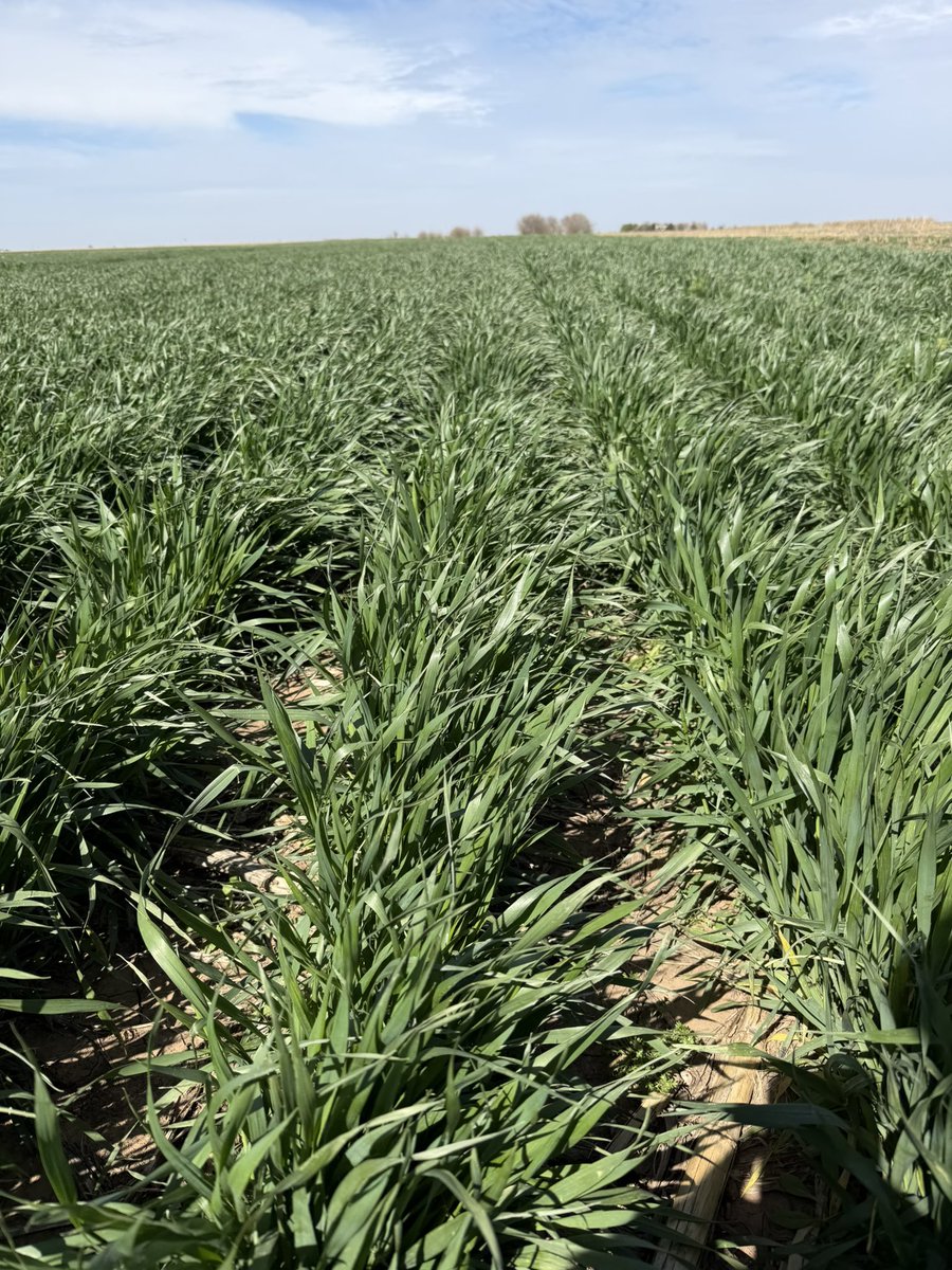 Bodie Kitchel tweet media