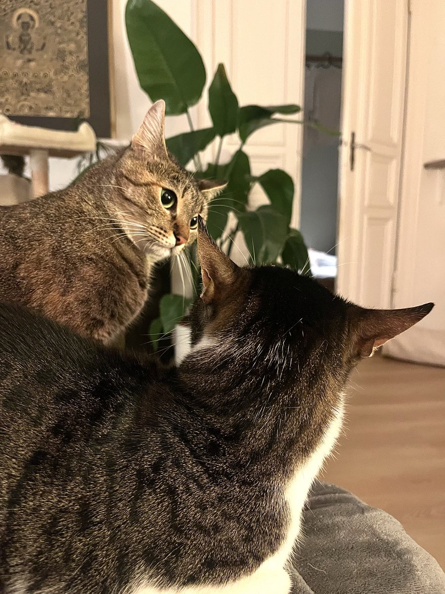 TaSTěmaKočkama tweet media