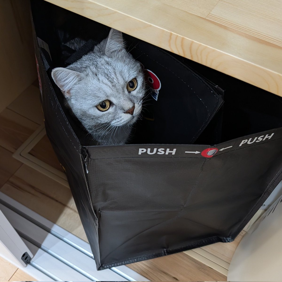 イトウ族 tweet media