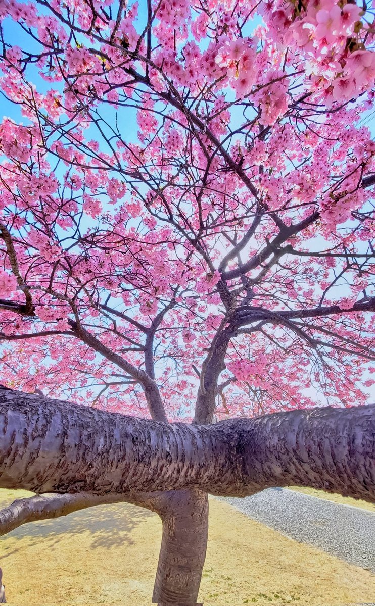 OKITe18spiCE's tweet photo. 春よ広がれ🌸🌸🌸 https://t.co/ztoPo7lH0q