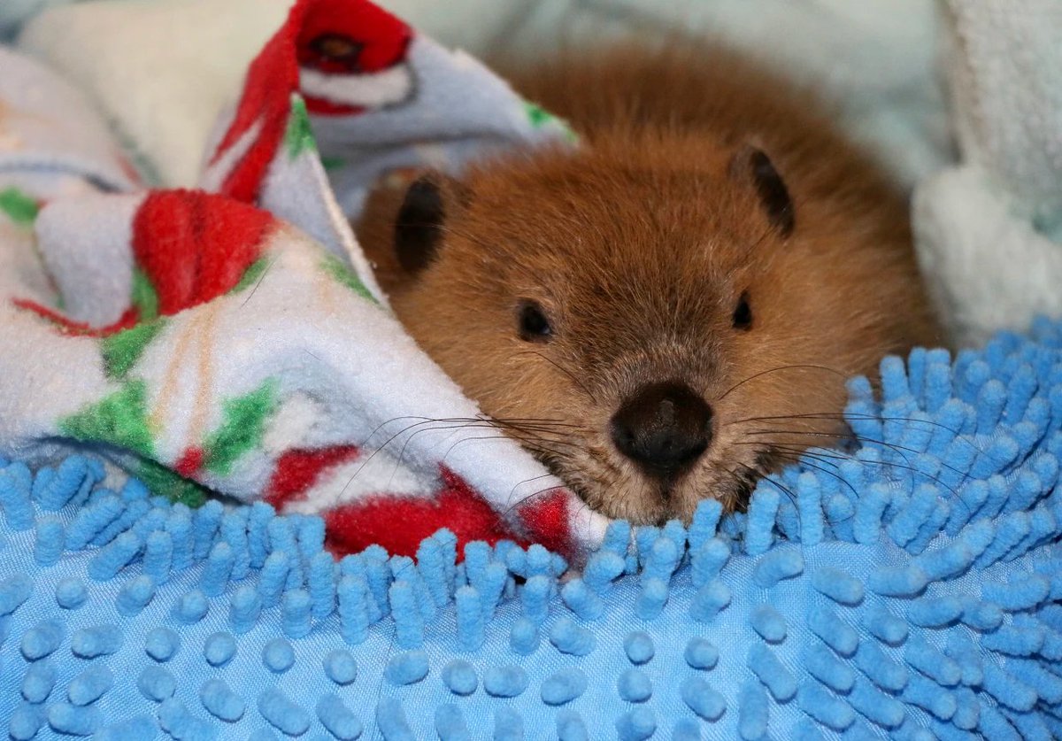 The Beaver 🥚💛 tweet media