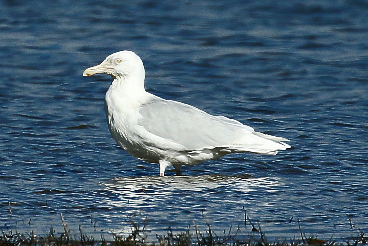 Paul Kelly tweet media