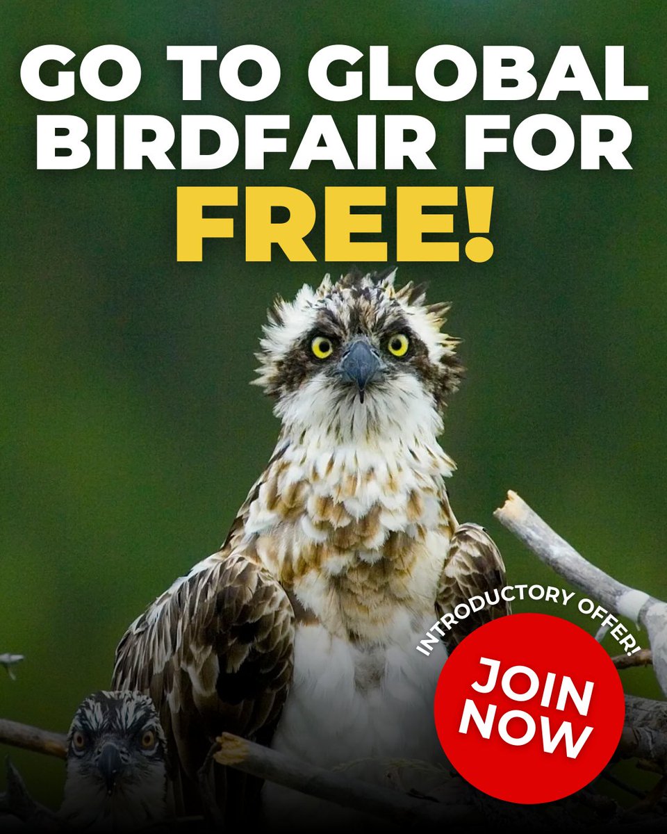 BirdGuides tweet media