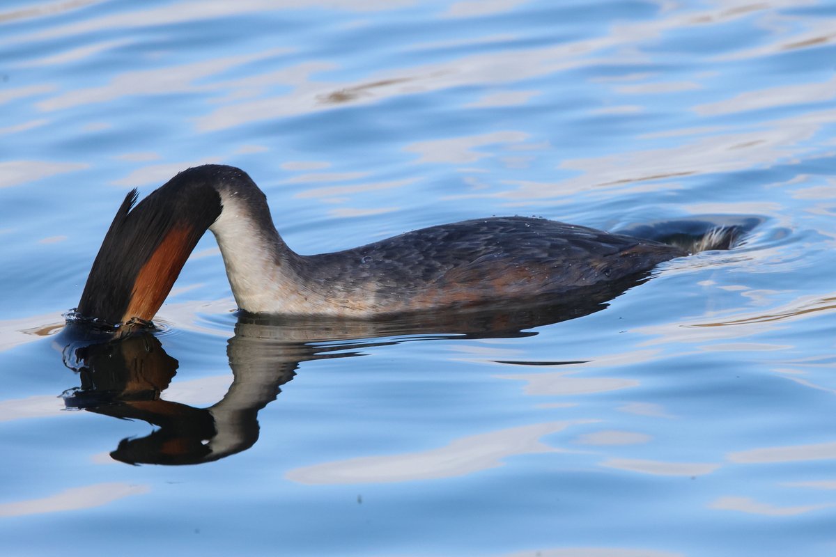 robinmmorrison's tweet photo. Great Crested #Grebe going under in the search for its next meal. Seen at #RSPBHamWall #Somerset last week. https://t.co/93UOlxlbtw