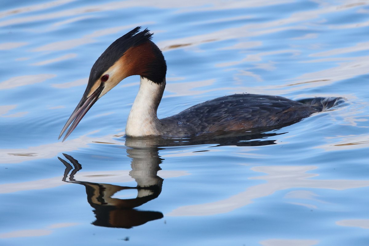 robinmmorrison's tweet photo. Great Crested #Grebe going under in the search for its next meal. Seen at #RSPBHamWall #Somerset last week. https://t.co/93UOlxlbtw