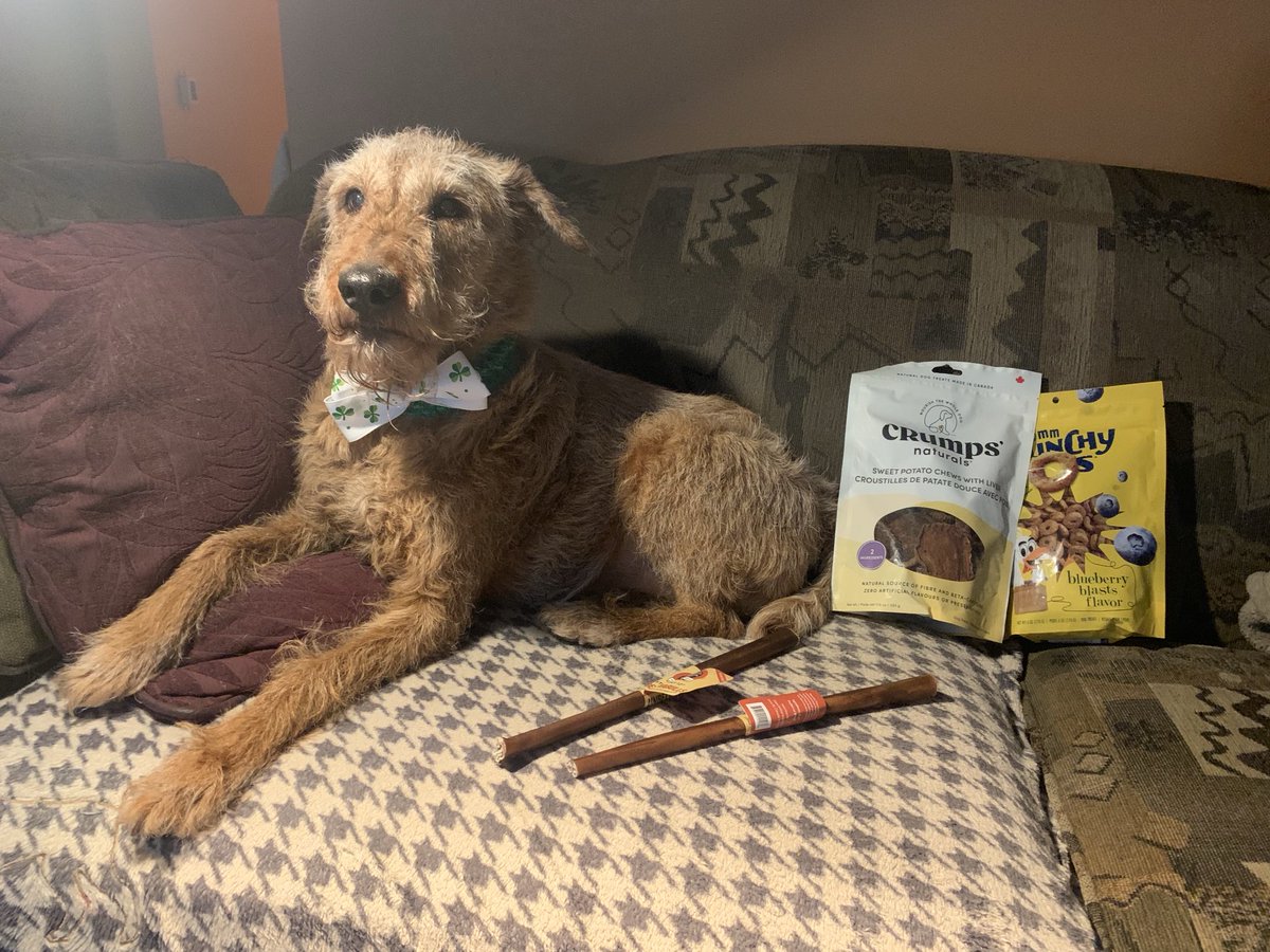 DublinIrishPup's tweet image. Pals did ☘️🐕 got spoiled at da #petstore #luckoftheirish me would say #StPatricksDay #noms 💚💚💚💚💚😋 even got me pic taken for dere wall will make sure to post it dey had to put it up so ☘️🐾🐾