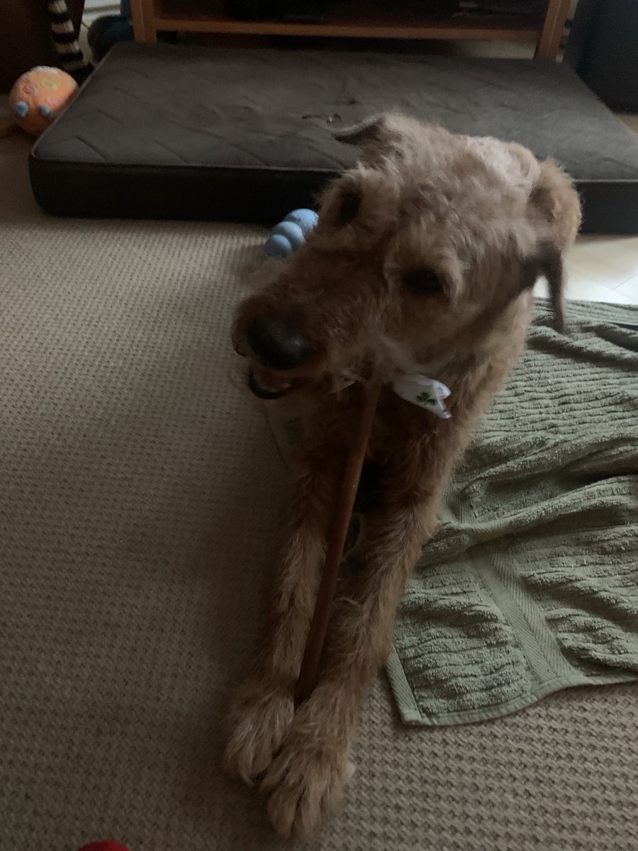 DublinIrishPup's tweet image. Pals did ☘️🐕 got spoiled at da #petstore #luckoftheirish me would say #StPatricksDay #noms 💚💚💚💚💚😋 even got me pic taken for dere wall will make sure to post it dey had to put it up so ☘️🐾🐾