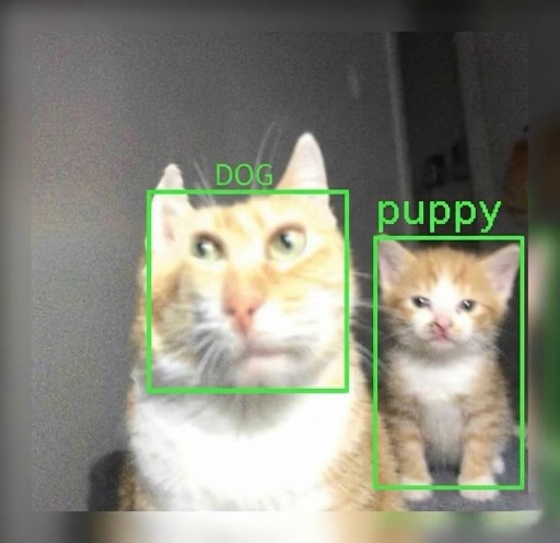 smol silly cat tweet media