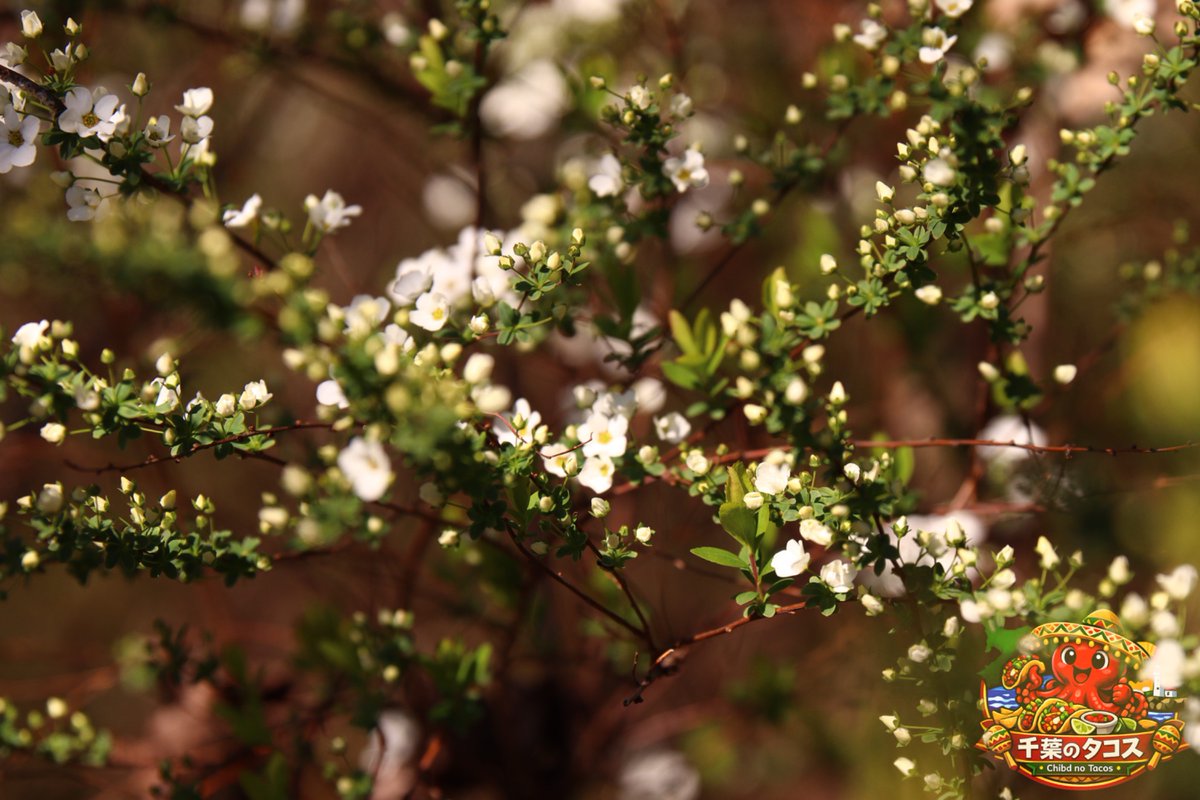 千葉タコス🌮 tweet media