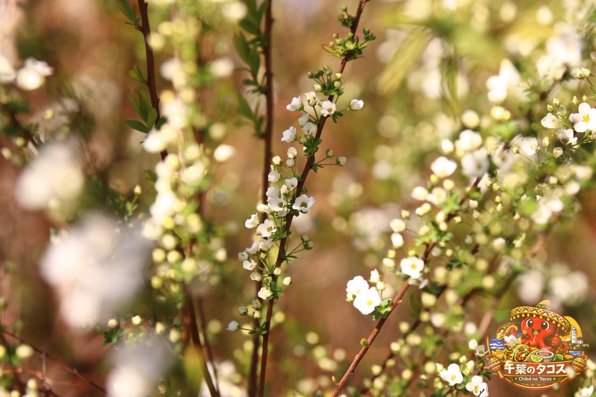 千葉タコス🌮 tweet media