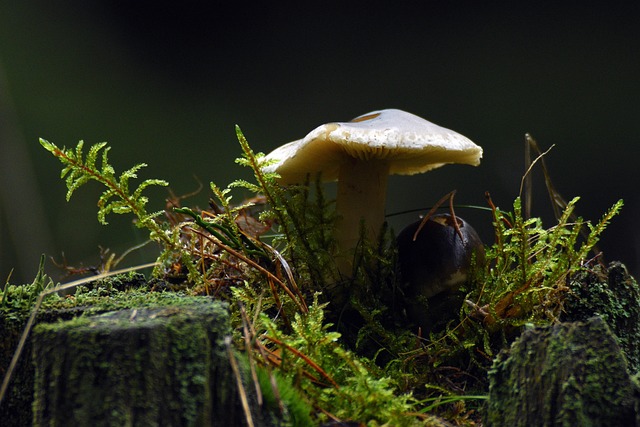 Chazo Craft tweet media