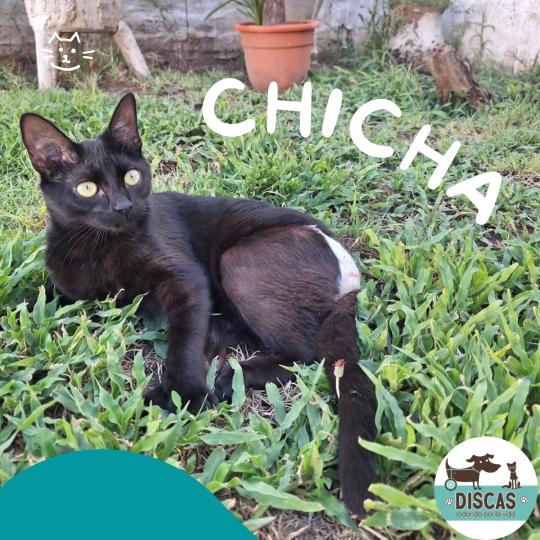 DiscasRodandoxLaVida tweet media