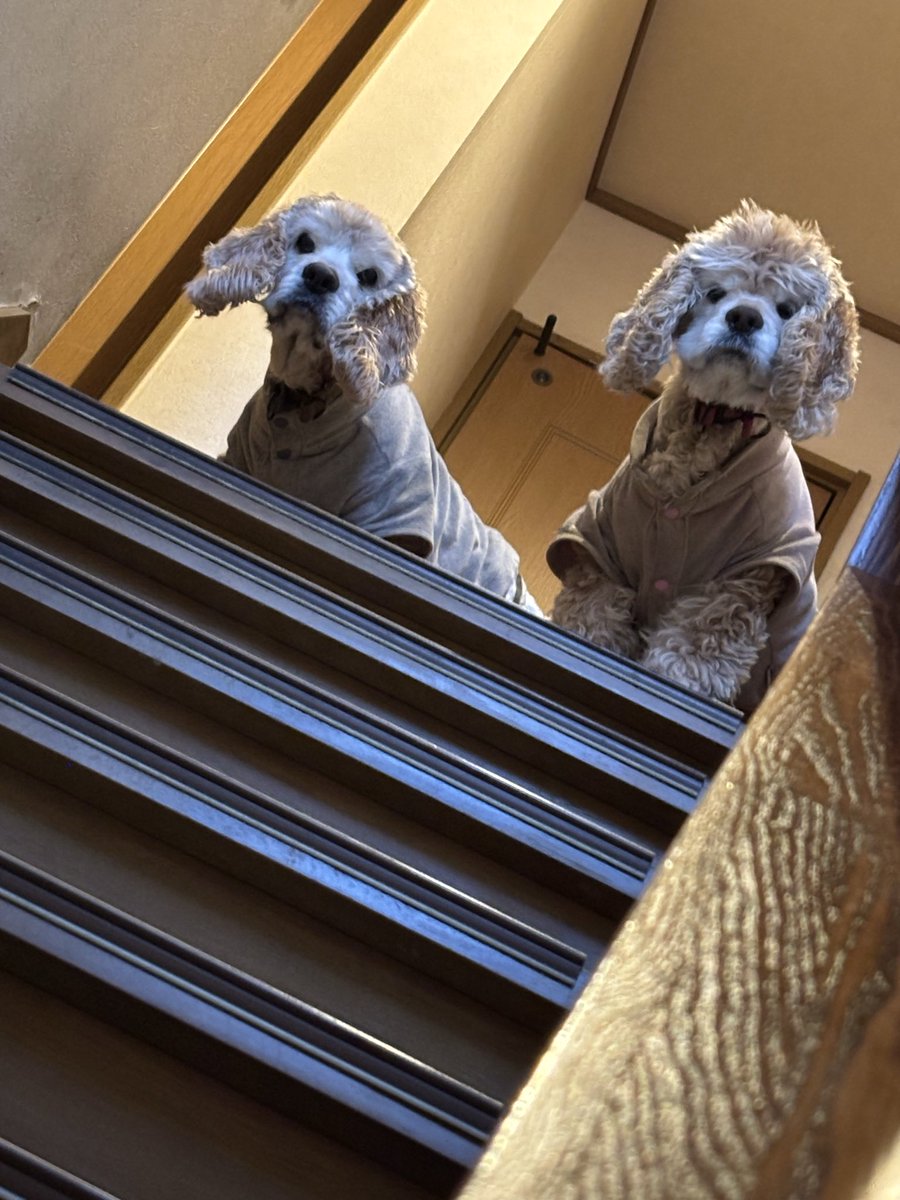 ZZy（じーじい） tweet media