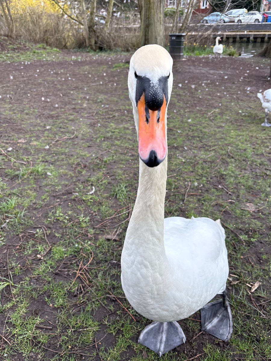 KillingB designs tweet media