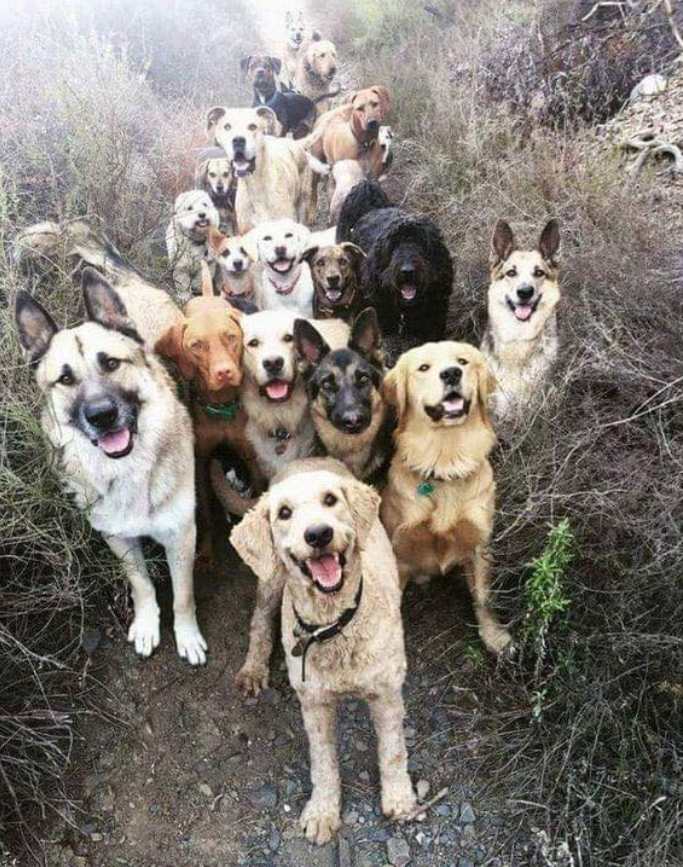 Tweets of Dogs tweet media