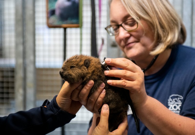 The Beaver 🥚💛 tweet media