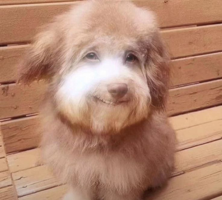 isnarditudo's tweet photo. eu sou esses cachorros todos ao mesmo tempo https://t.co/wva5SZh0Gu