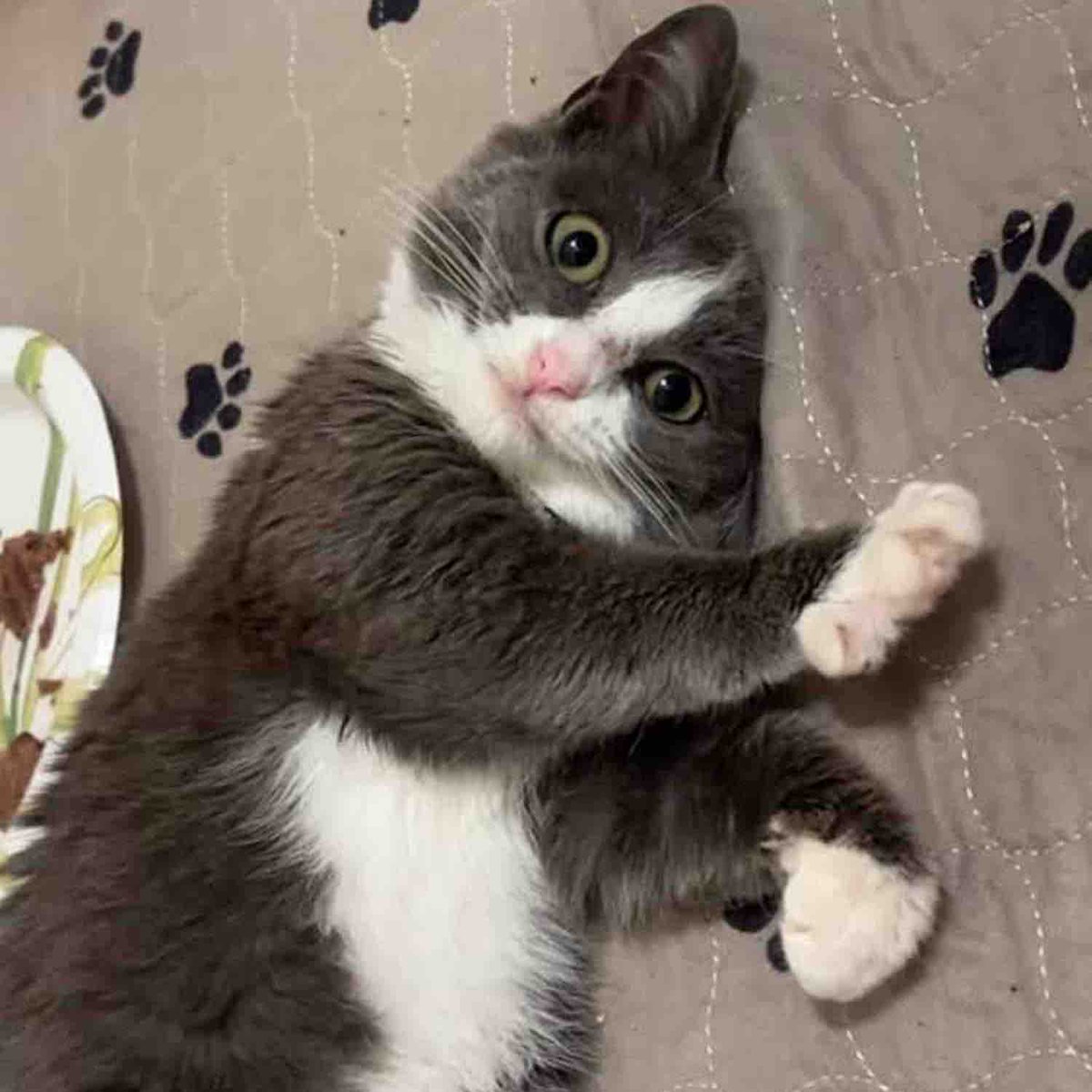 Love Meow tweet media