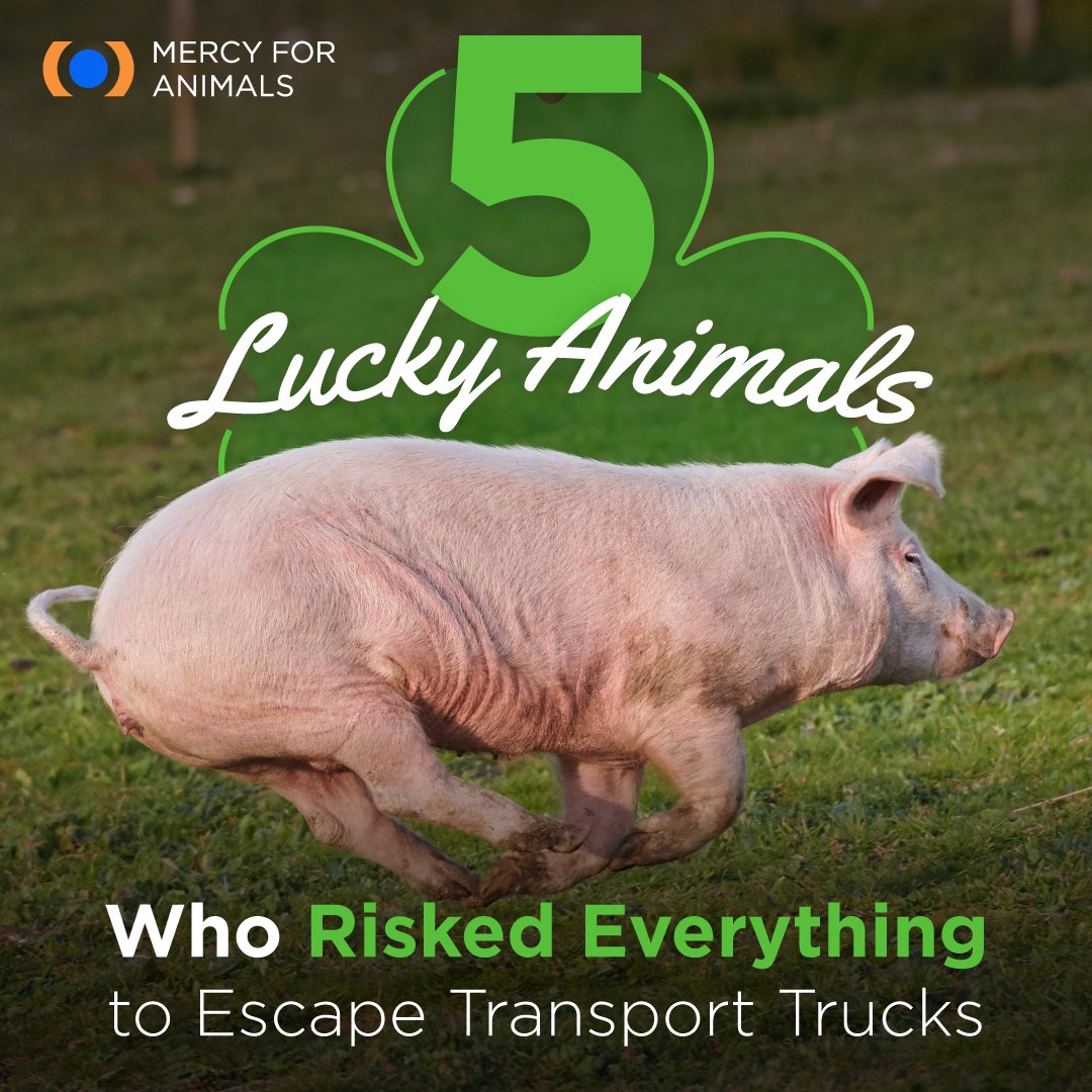 Mercy For Animals tweet media