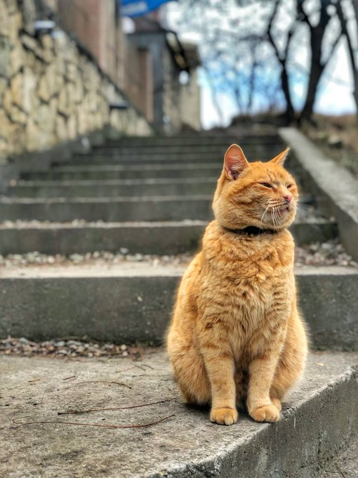 honky_tonk's tweet image. Also you, also me, are travelers of courage and curiosity who came over to Earth to feel the flavor of the three-dimensional world.

君も僕も、三次元世界の風情を求めて地球にやって来た、勇気と好奇心の旅人。
#EarthTrip #地球旅行 #curiosity #好奇心
RP @MARY_ESMAEELI