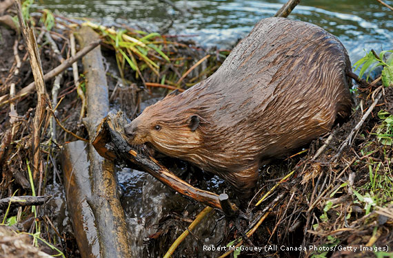 The Beaver 🥚💛 tweet media