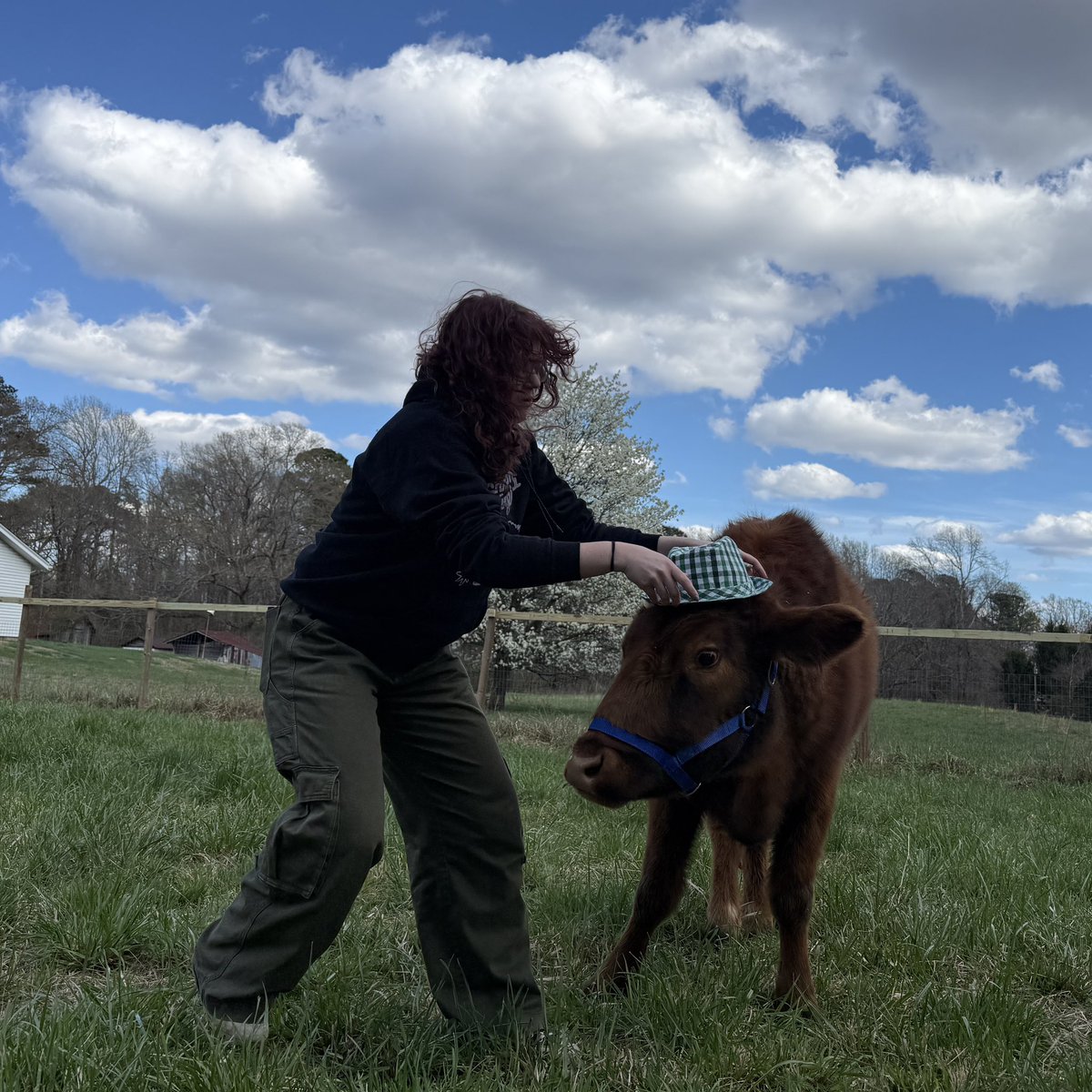 Life with Pigs tweet media