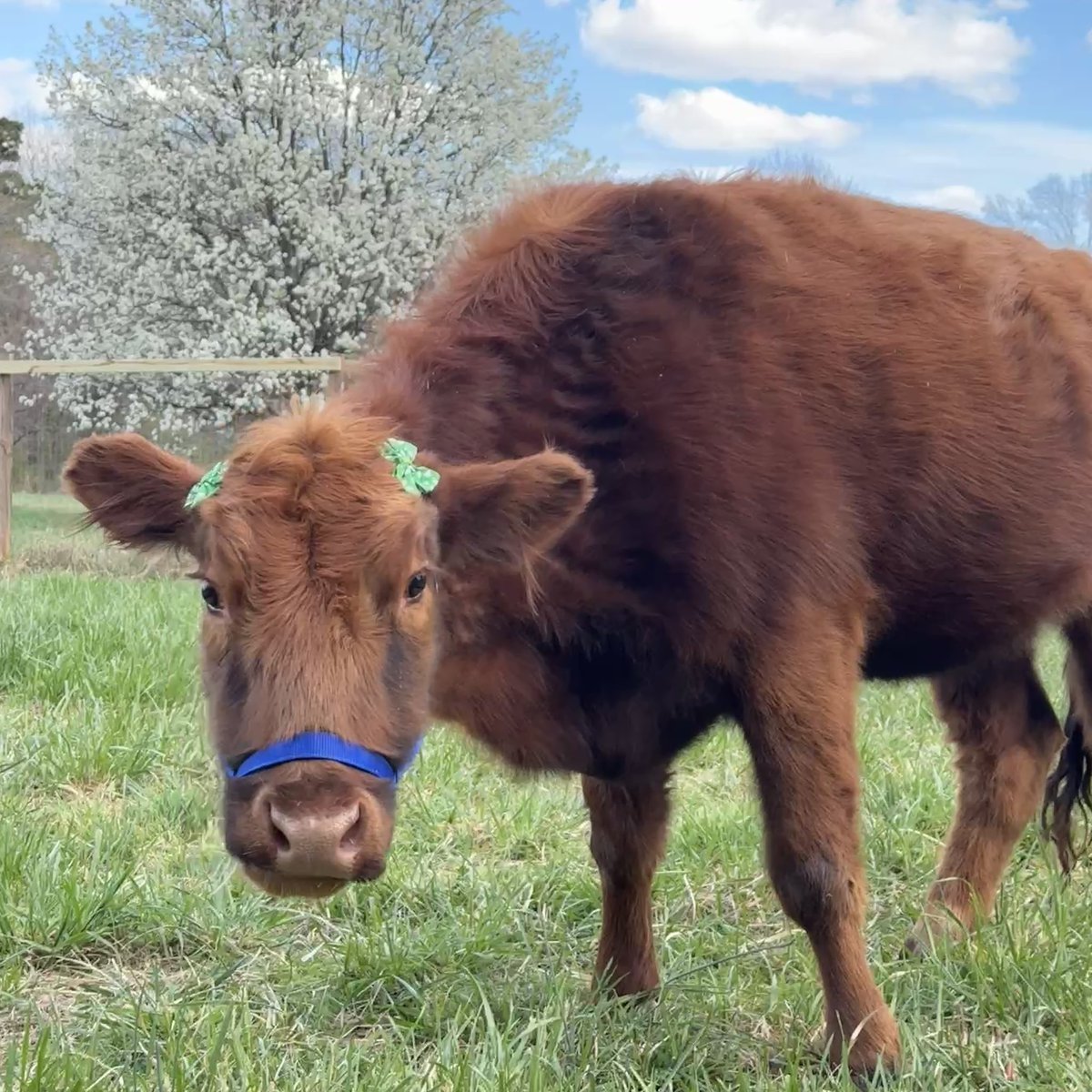 Life with Pigs tweet media