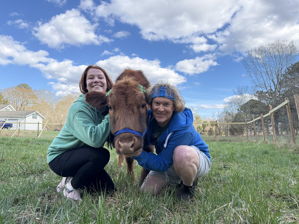 Life with Pigs tweet media