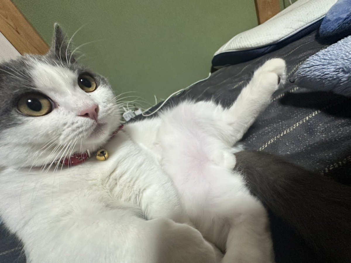 SK74303424's tweet photo. 自撮り始めました。
「FIP投薬プログラム終了まで後5日の猫」

My cat just discovered selfies.
5 days left in his FIP treatment program.
＃猫のいる暮らし
＃猫
#FIPwarrior https://t.co/UMh2AVPlyQ