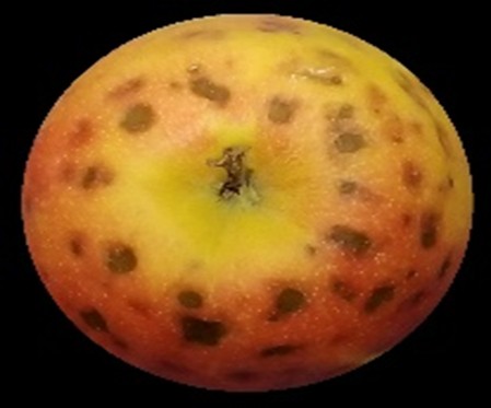 CanadianLightSource tweet media