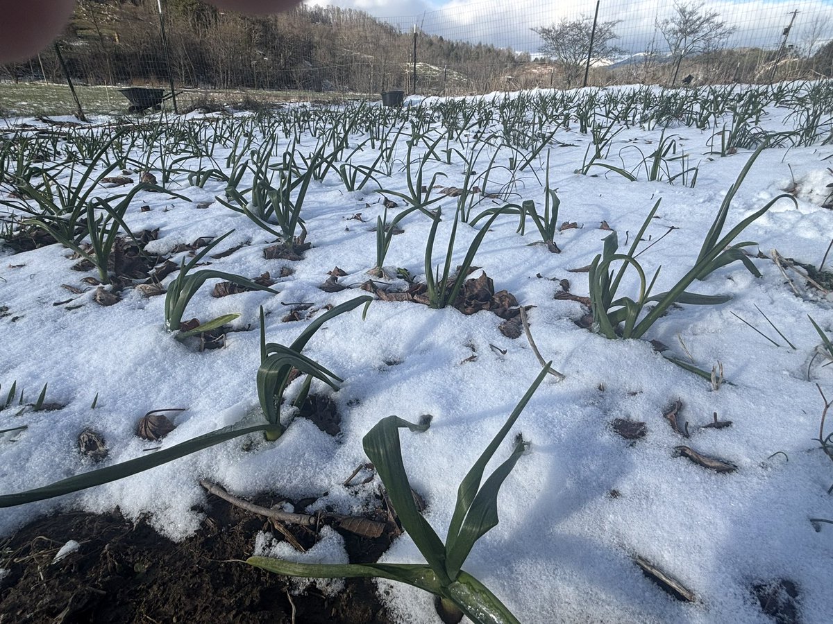 Jason Snyder tweet media