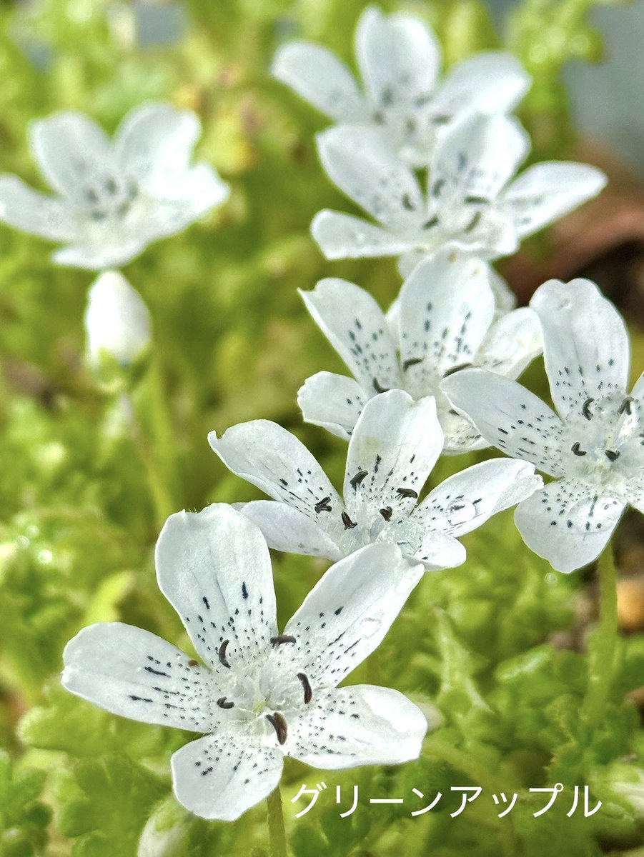 グリーンアップルଘ(੭*ˊᵕˋ)੭* ੈ♡‧₊˚ tweet media