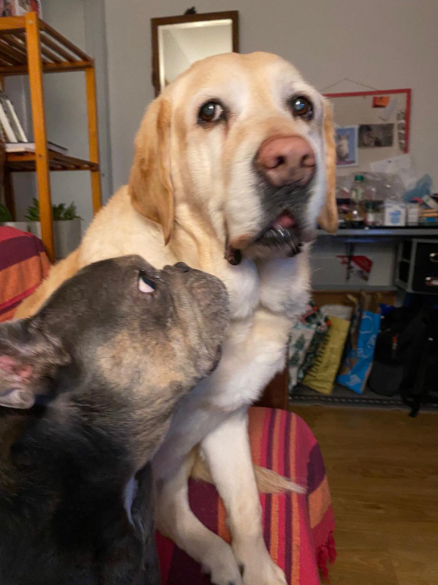 The Jase 🐶 🎸 🎥 tweet media