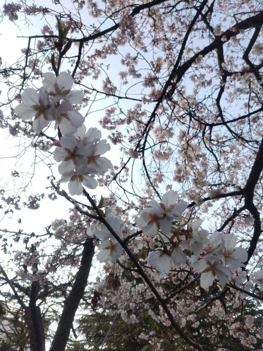 ちかこ tweet media