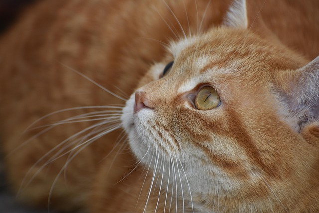 Scott Benson tweet media