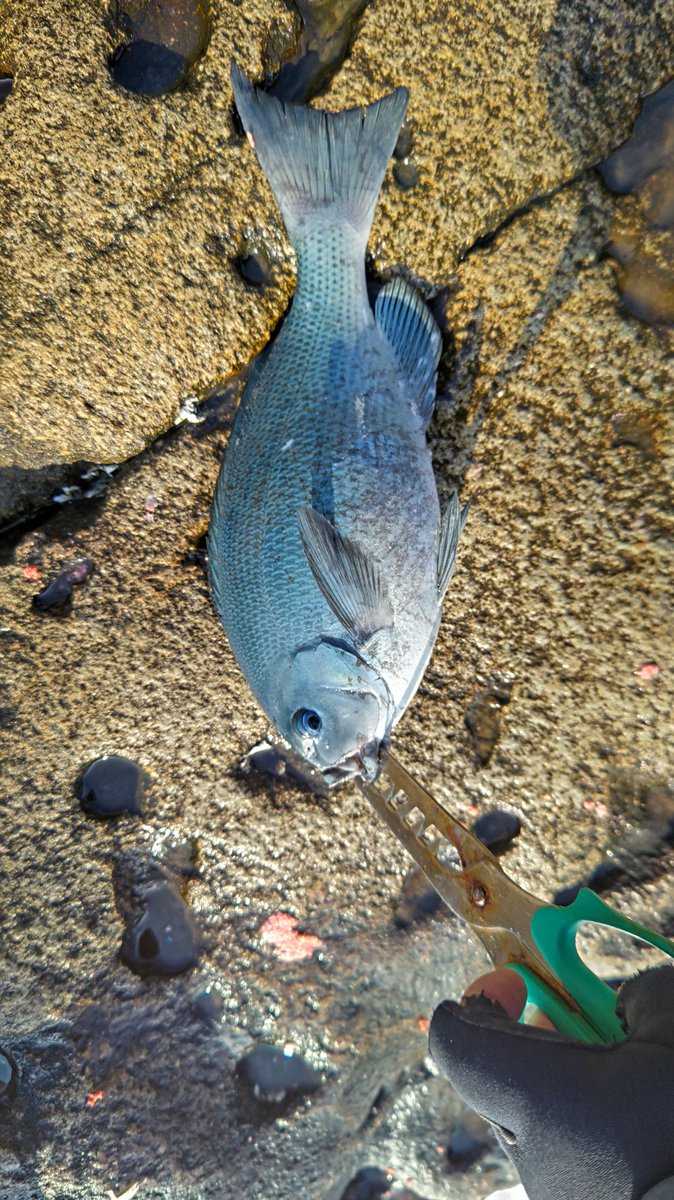 tureture55's tweet photo. 昨日の牟岐大島
まぁまぁ荒れてます。
表はほとんど使えず、裏もこんな感じ
朝のうちに３枚釣れてその後沈黙😑
昼頃何度かアタリは有ったが針ハズレ💦
又来週🤫 https://t.co/o2VqLoA1L5