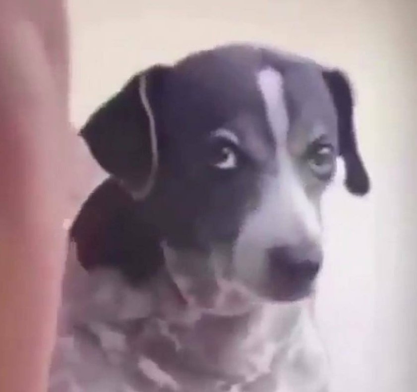 Honey badger tweet media