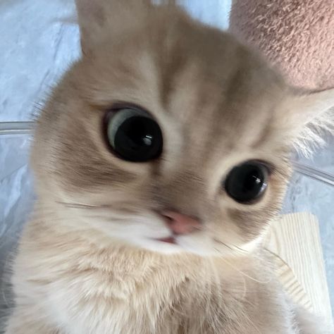 CuteCatsMagic's tweet photo. https://t.co/4XOELZlrmS