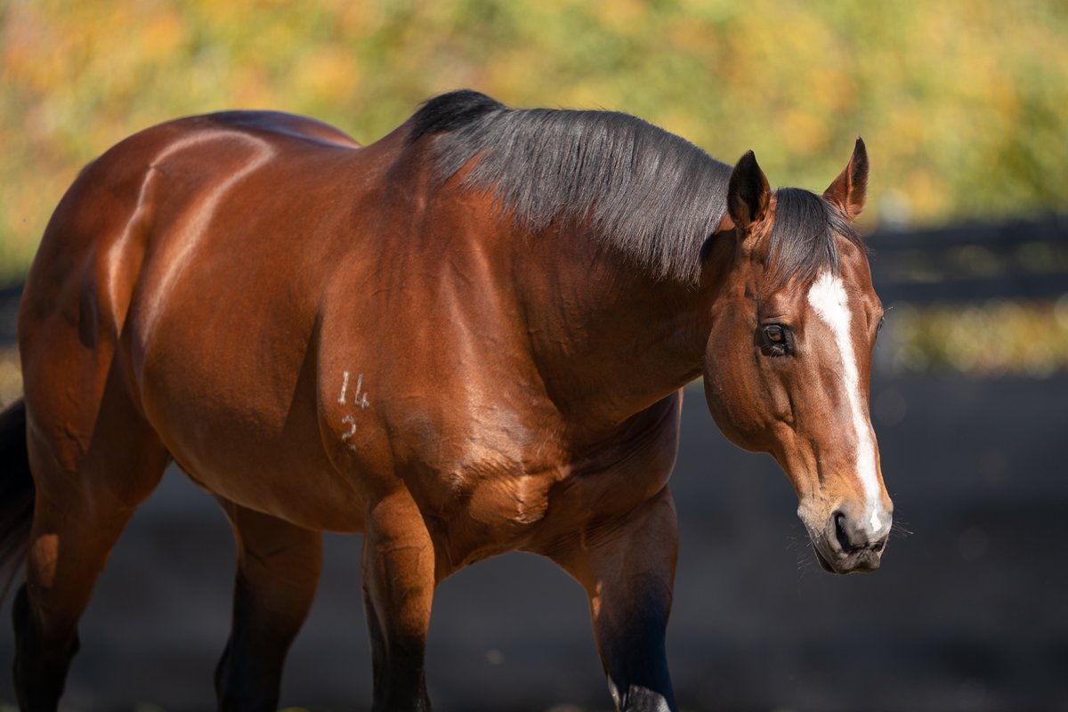 Arrowfield Stud tweet media
