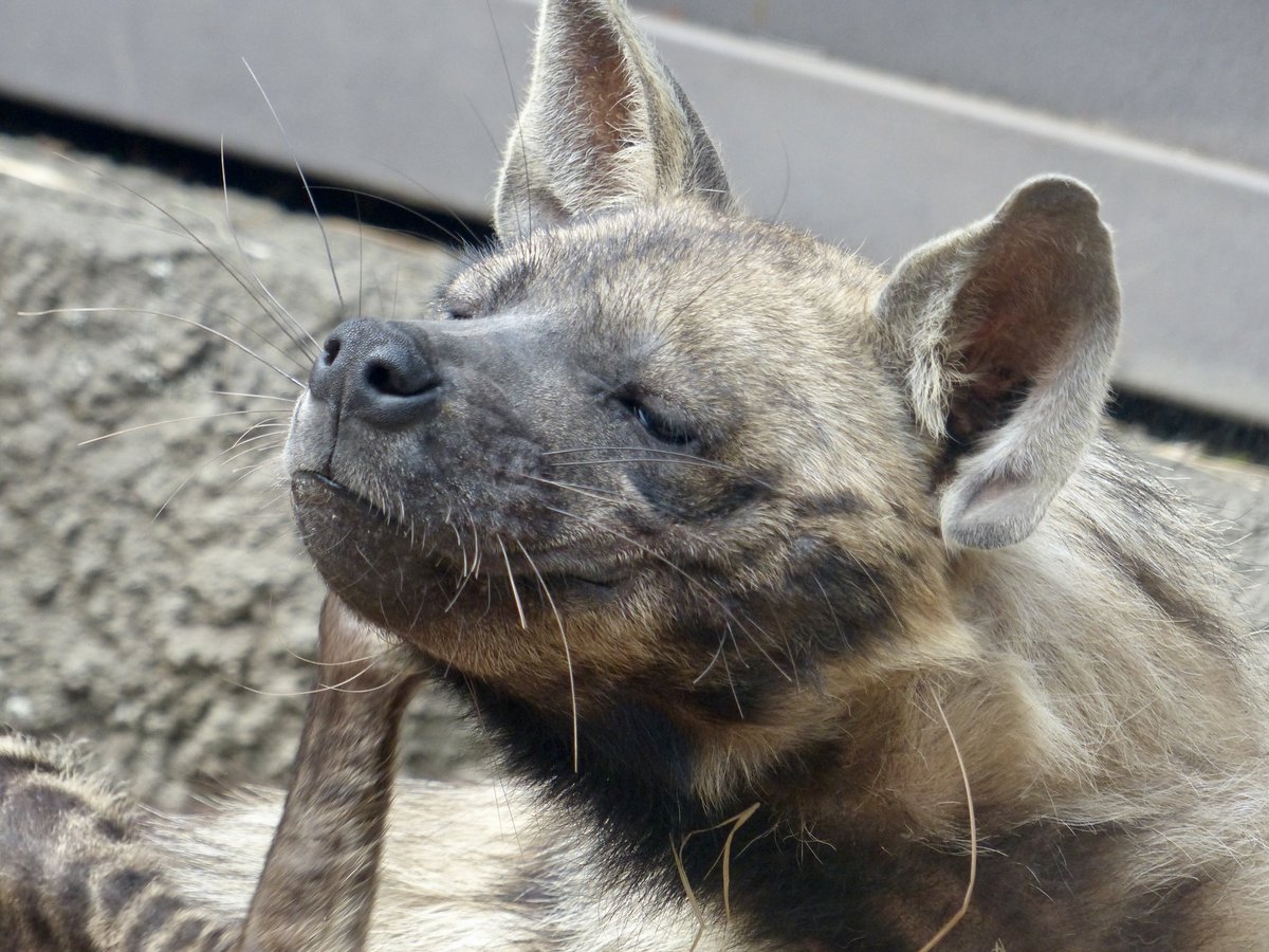 レムルゥ tweet media