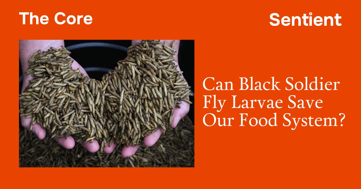 Sentient tweet media