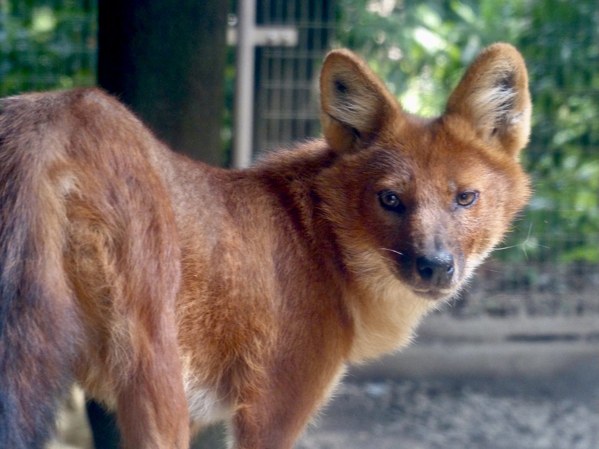 レムルゥ tweet media