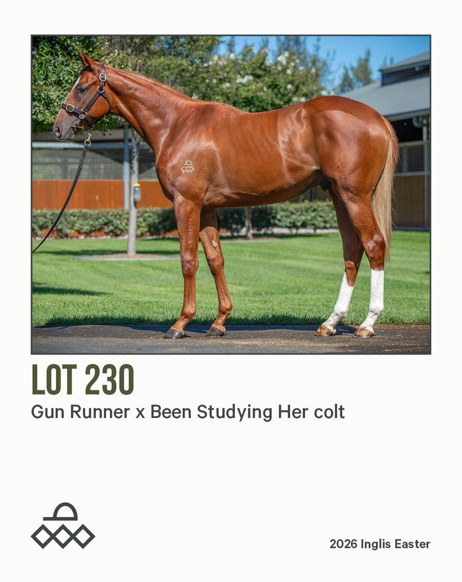 Arrowfield Stud tweet media