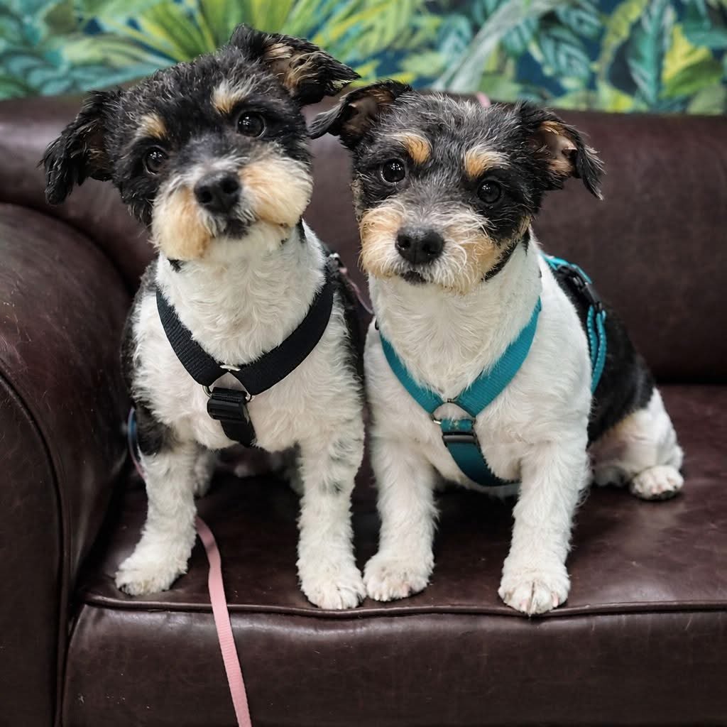 TUVIERON UN PASADO COMPLICADO.
TRAS UNA MUDANZA LAS DEJARON EN LA CASA COMO TRASTO #ADOPCIÓNCONJUNTA
#SEGOVIA, #, PILI Y MILI 
☎️ 611 828 628 / 
#AdopcionResponsable  #ADOPTA  <a href="/Segoviaaldia/">Segovia al día</a> <a href="/Pilarin1980/">Pili Bravo</a> <a href="/Tabyta201/">@Tabyta52/20🇦🇷🇪🇦🇺🇦🇮🇱💙💙💙</a> <a href="/HespeTacular/">Hespe Tacular 💚💜✊🏼🌳☀️🌈🌸😽🫶</a> <a href="/tonideltoro71/">Toni</a> <a href="/TAmorAnimal/">AmorAnimal</a> <a href="/PiluchyM/">Piluchy Hola mi</a> <a href="/pipi_196/">Fröken Gil🐾🐥señorita Gil 🙄</a>