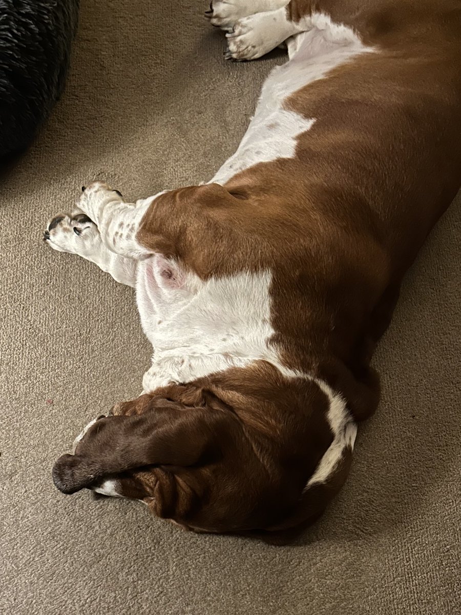 Cooper the Basset tweet media