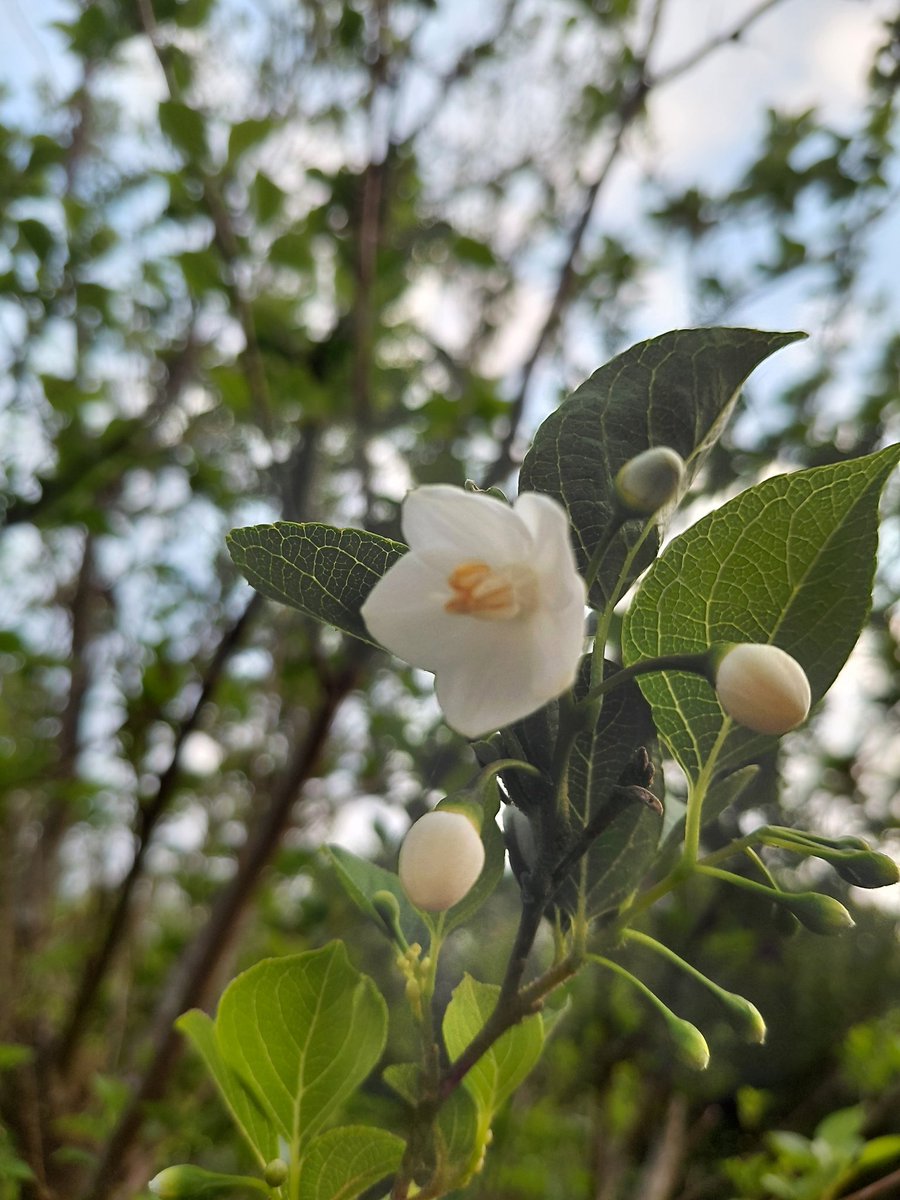 😇YuU(ゆぅ) tweet media