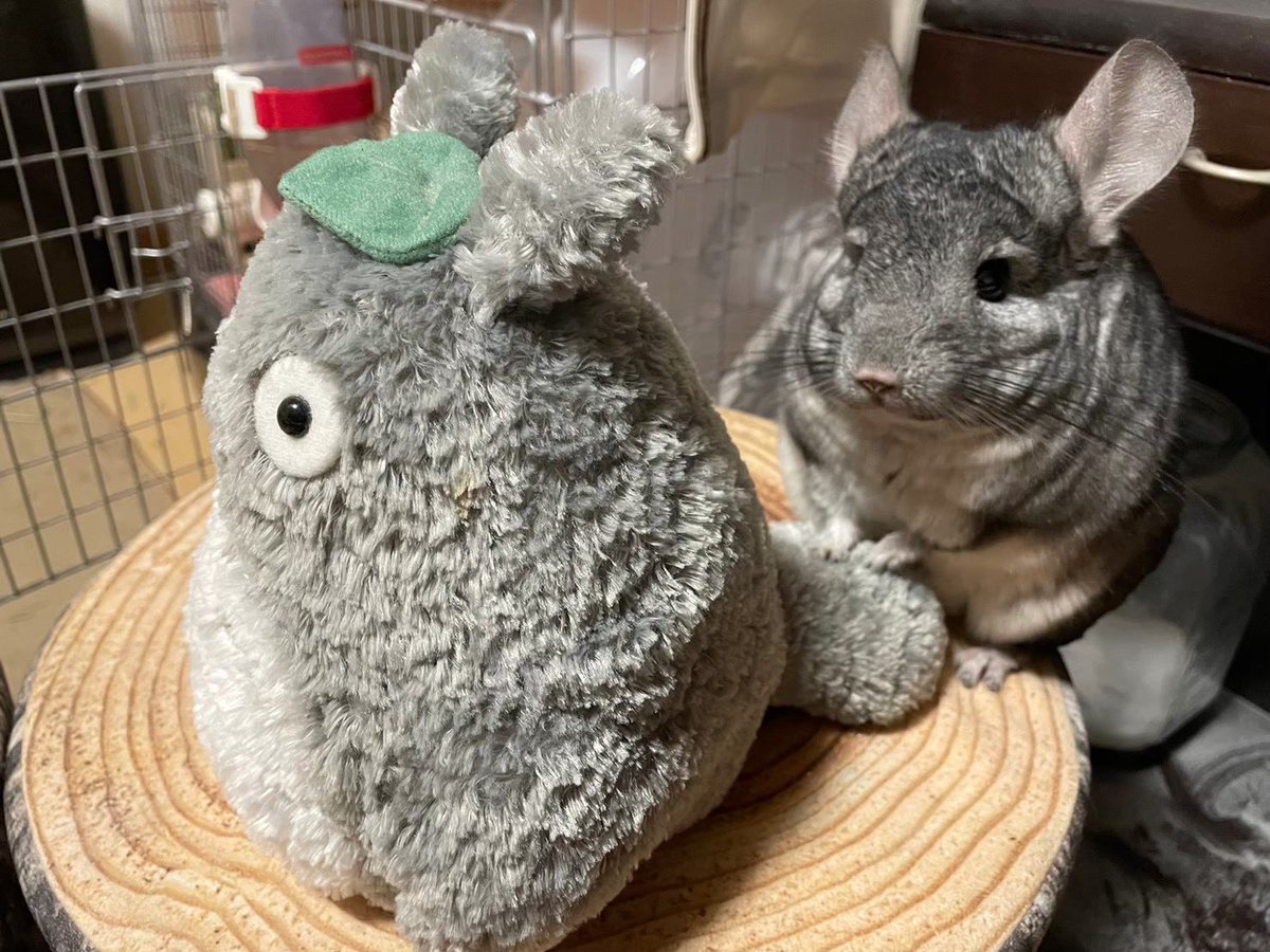 GunuchuKutachu's tweet photo. 「トトロしゃん🐭
飼い主はしっぽがなくてかわいそうねぇ🐭」 https://t.co/Wji7RaufB6